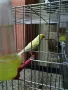 продавам канари , снимка 3