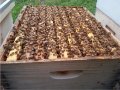 Пчелни отводки, снимка 5