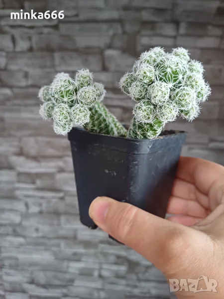 Кактус, снимка 1