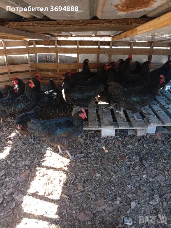 Петли, снимка 1