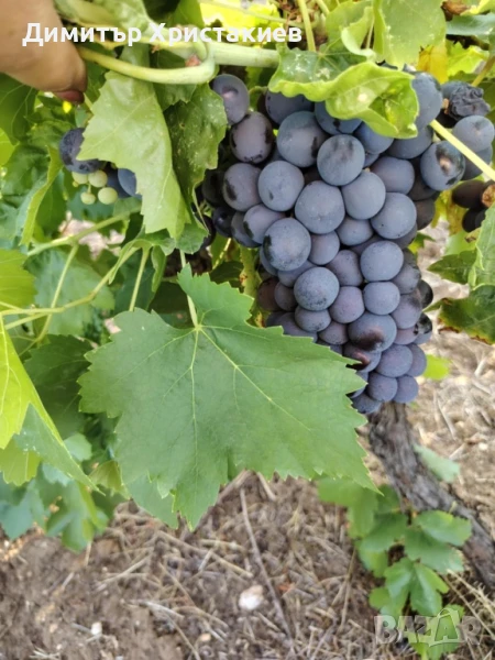 Грозде за Вино,Ракия и Пазар , снимка 1