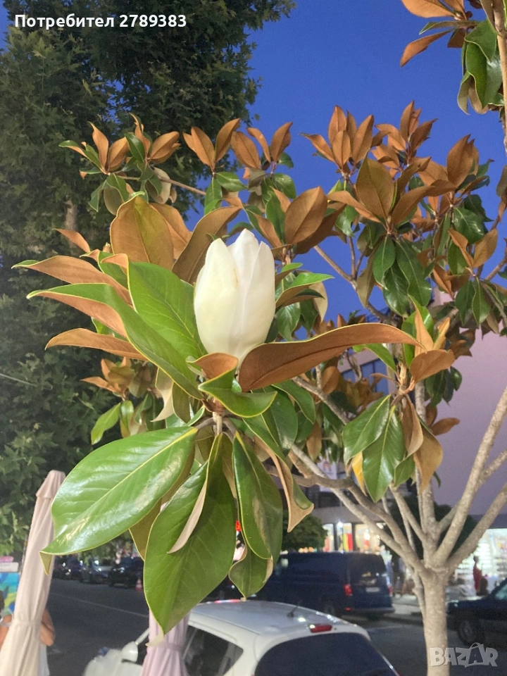 Магнолия Грандифлора , снимка 1