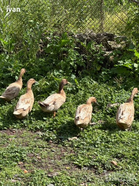 Каки кембъл , снимка 1