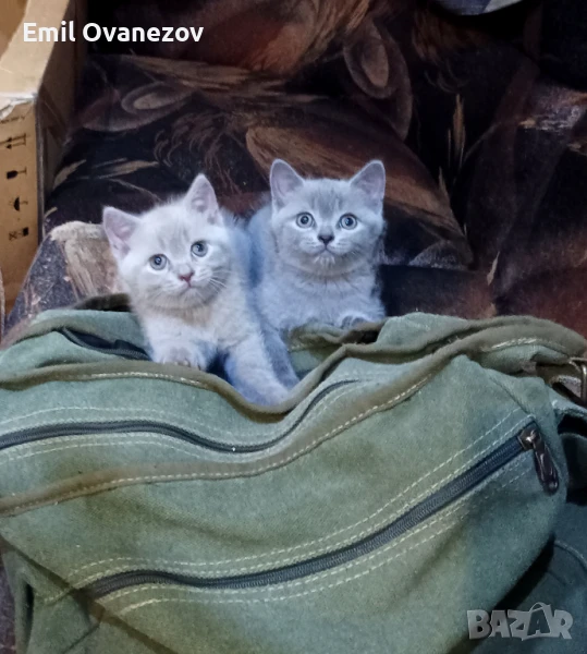 Продавам малки котета , снимка 1