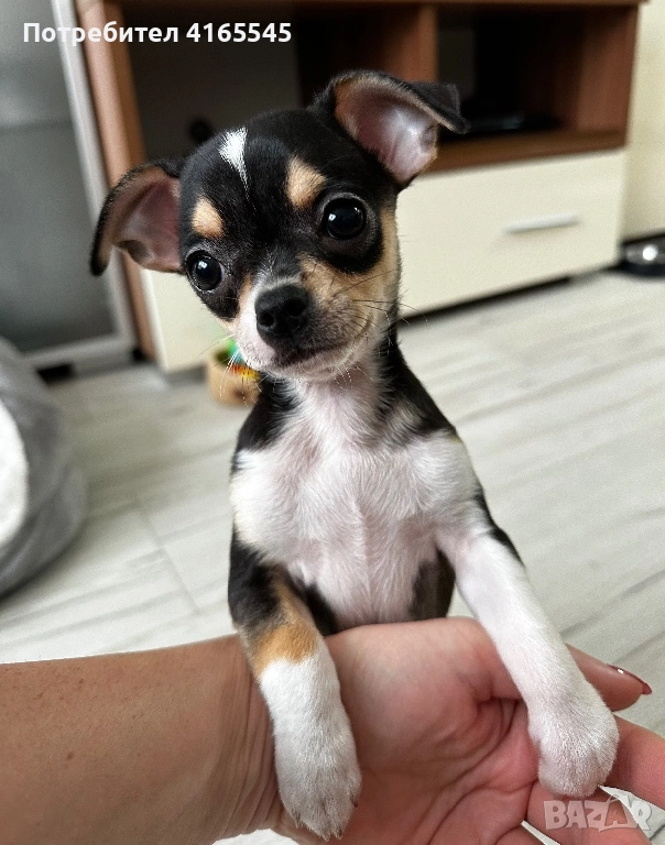 Чихуахуа момиченце гр. Варна, снимка 1