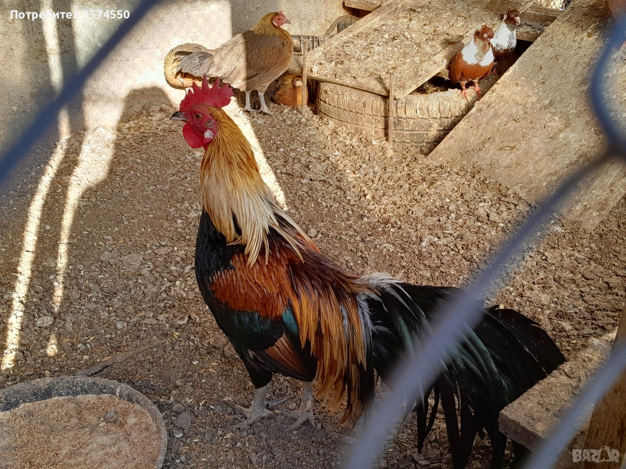 Продавам Феникс , снимка 1