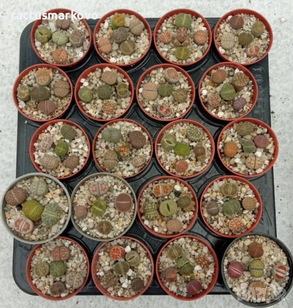 lithops mix Ф5.5см, снимка 1