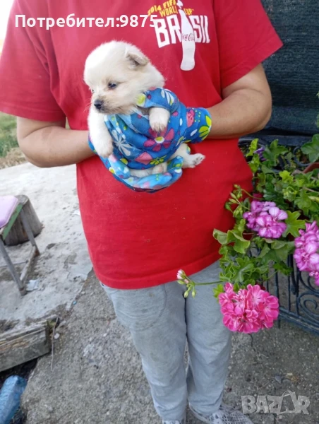 Продавам немски мини шпиц, снимка 1