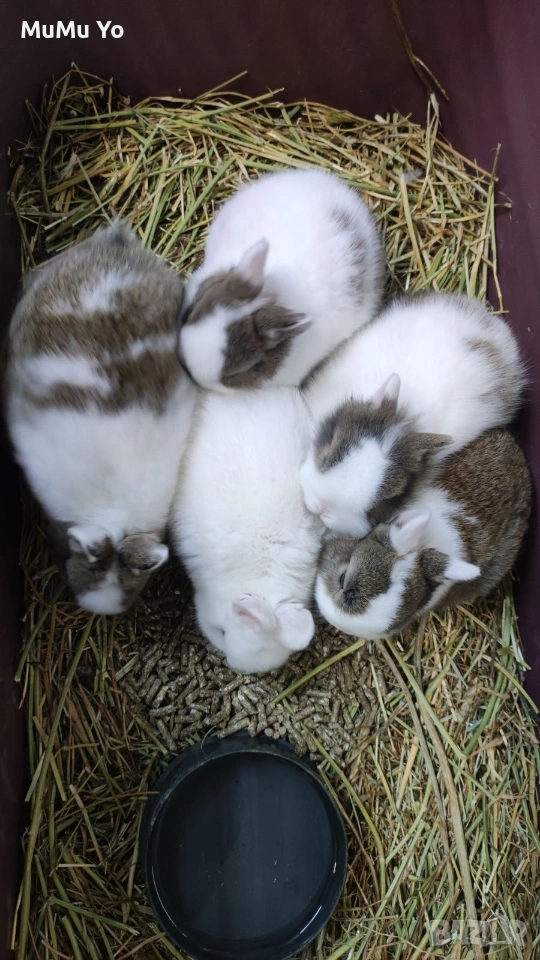 Декоративно зайче / заек, снимка 1