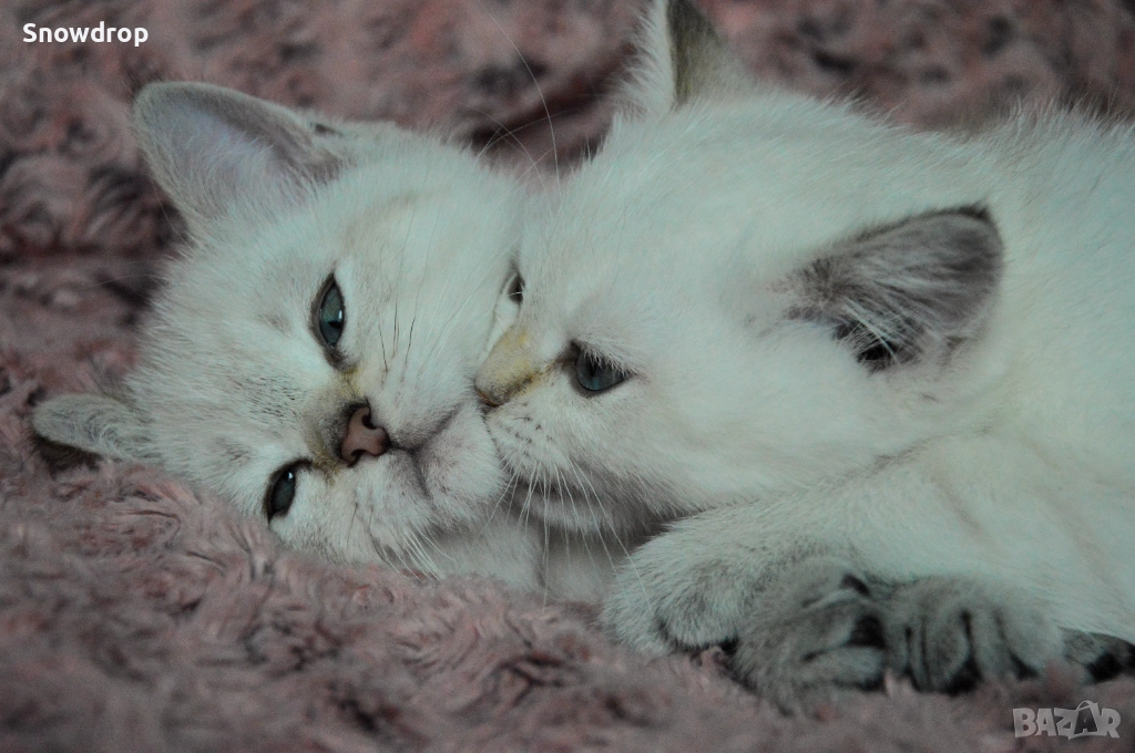 Сребърни чинчили, снимка 1