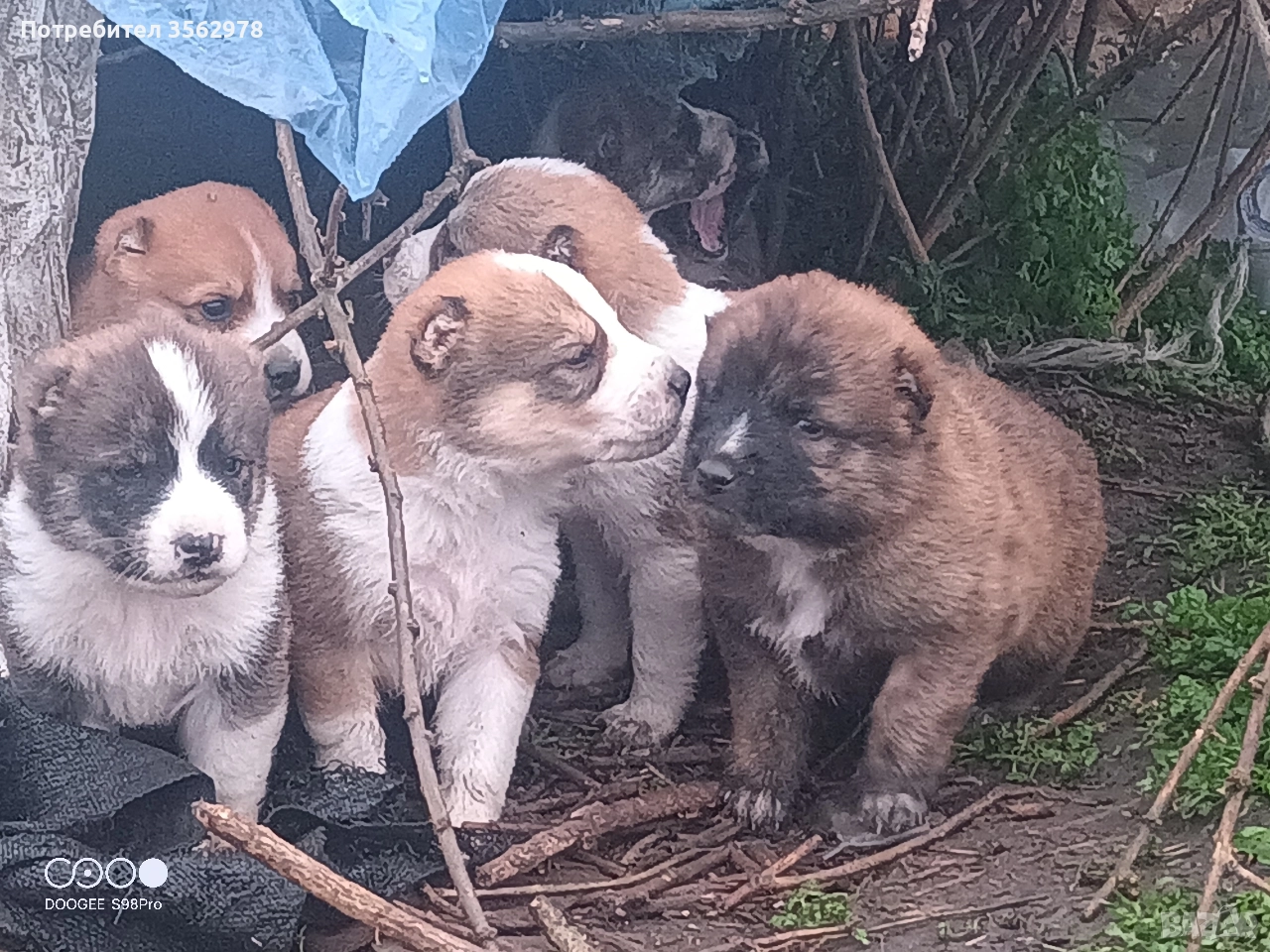 кученца кръстоска между каракачанка и алабай , снимка 1