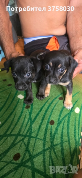 Мини Пинчер, снимка 1