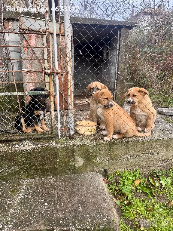 Спешно се търси дом за 4 кученца, снимка 1