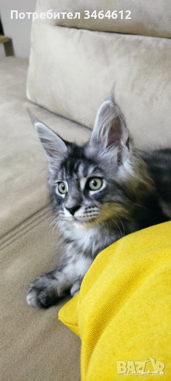 Мейн куун, снимка 1