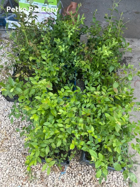 Боровинка North Blue , снимка 1