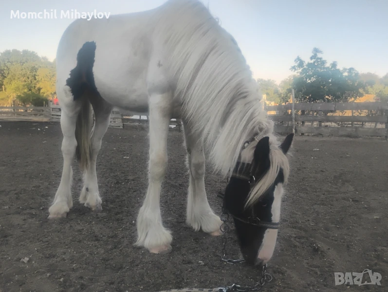 продавам кон тинкер, снимка 1