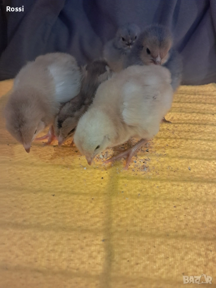 Дворни пиленца и от сини яйца, снимка 1