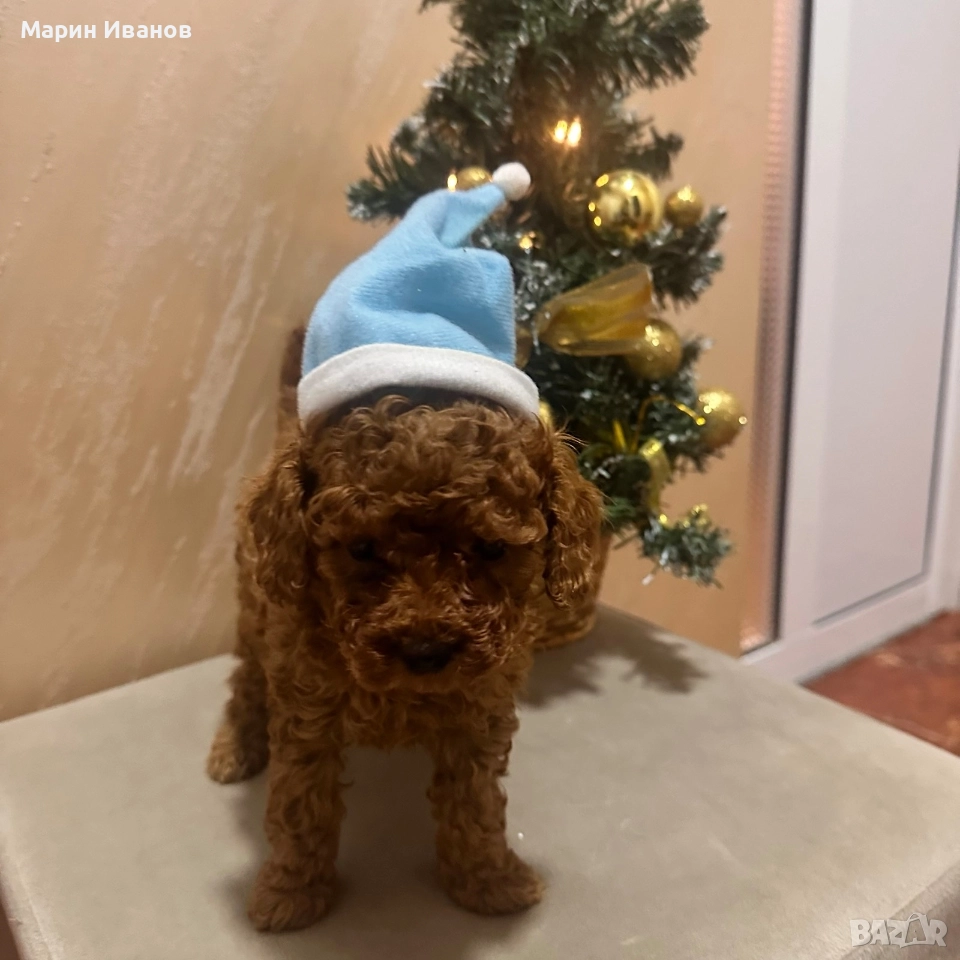 Пудел "Той", момче с две ваксини!, снимка 1