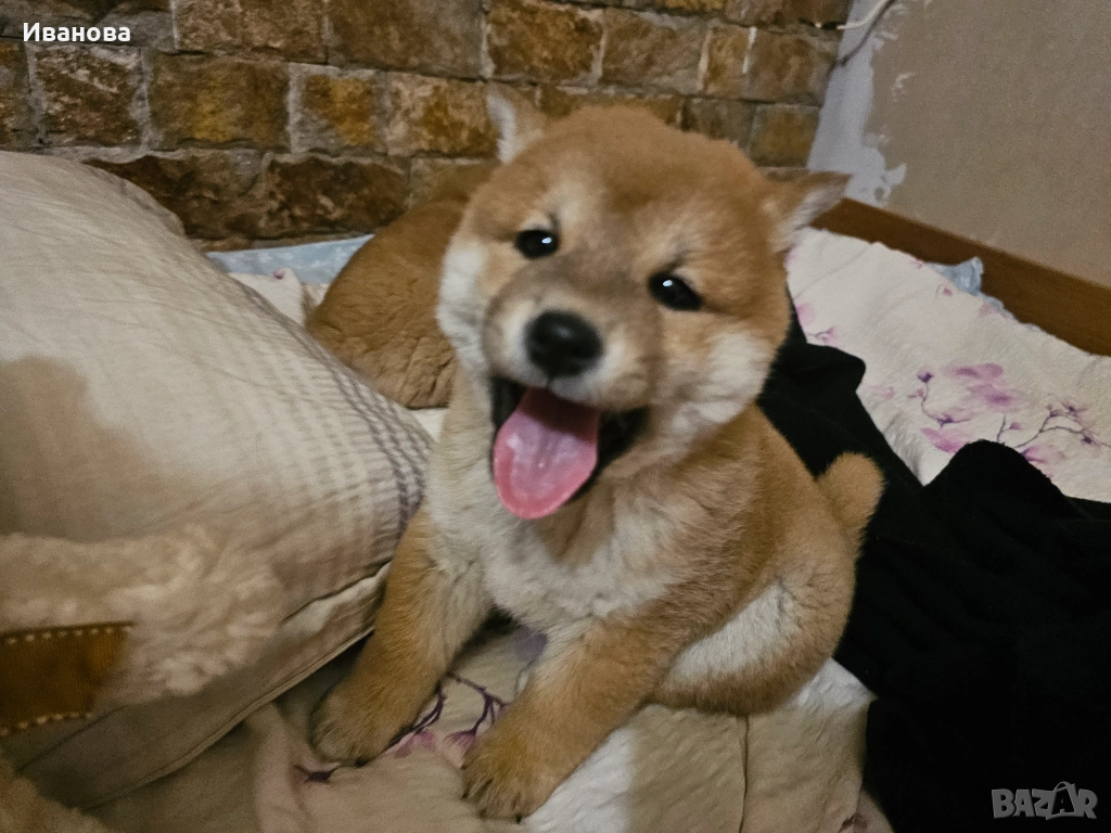 Шиба ину кученца, снимка 1