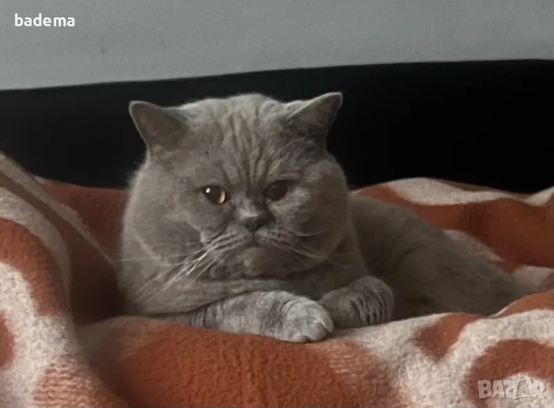 Британски котарак за разплод, снимка 1