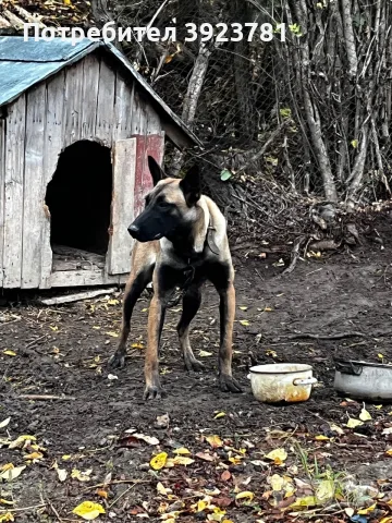 Белгийска овчарка