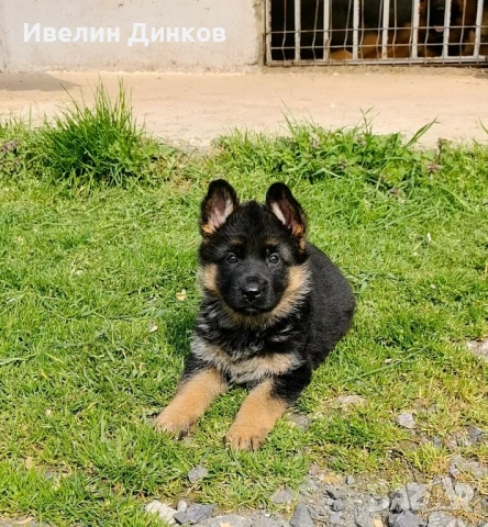 Немска овчарка с родословие 