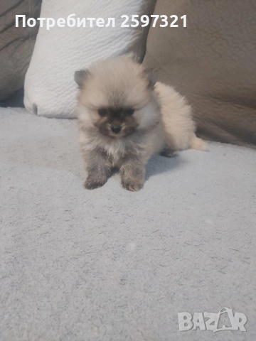 Померан, снимка 8 - Померан - 52435903