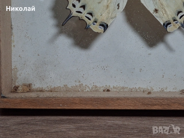 Препарирана Пеперуда в Рамка, снимка 6 - Декорация за дома - 54175284