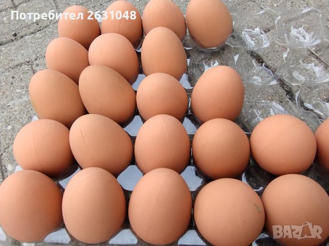 Изкуствени пластмасови яйца за кокошки тежки, снимка 5 - За птици - 40032040