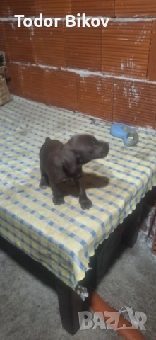 Свободни дратхаарчета , снимка 3 - Дратхаар - 53014939