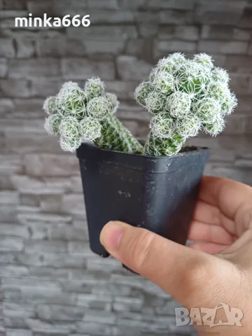 Кактус, снимка 1