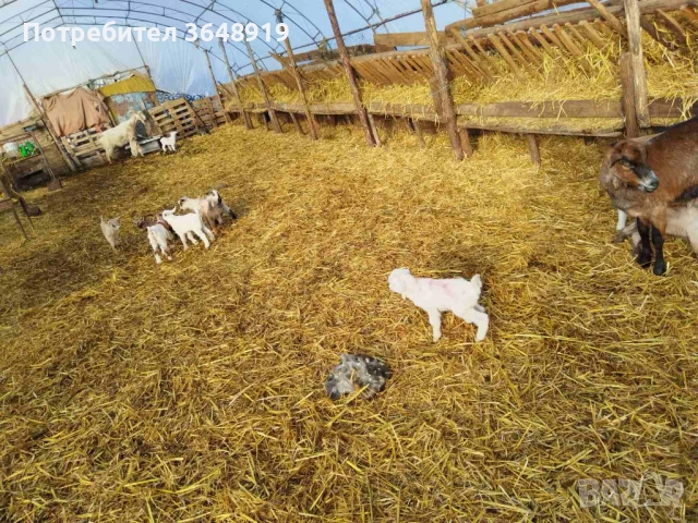 Продавам новородени ярета, снимка 3 - Кози - 53082719