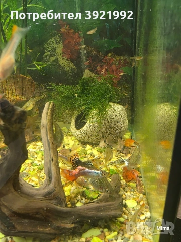 Декоративни гупи, снимка 6 - Рибки - 53197365