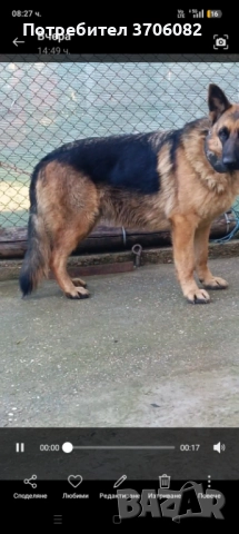 Продавам немска овчарка на година и половина не е агресивен към хора кучето е кастрирано, снимка 6 - Немска овчарка - 52745775