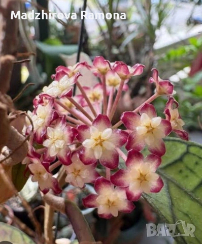 Hoya Хоя Gunung Gading 