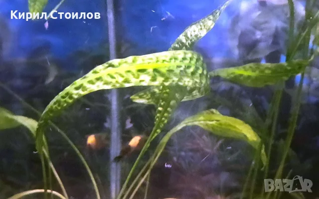 Продавам живи водорасли за аквариум, снимка 3 - Оборудване за аквариуми - 56011295