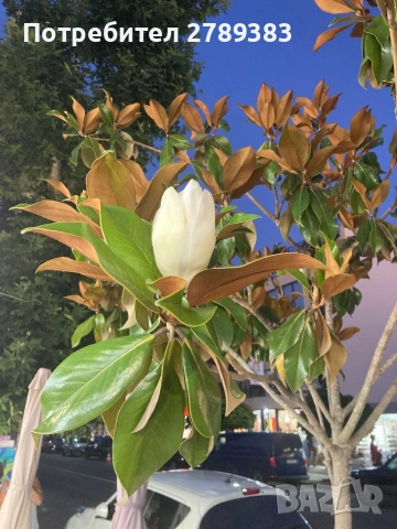 Магнолия Грандифлора 