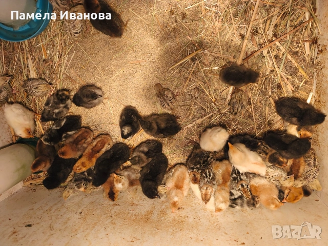 Пиленца и пъдпъдъци на една седмица , снимка 2 - Кокошки и пуйки - 54167621
