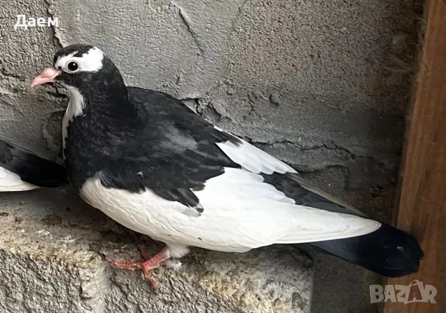 Поморийски Ролер и Мардини, снимка 3 - Гълъби - 56300252
