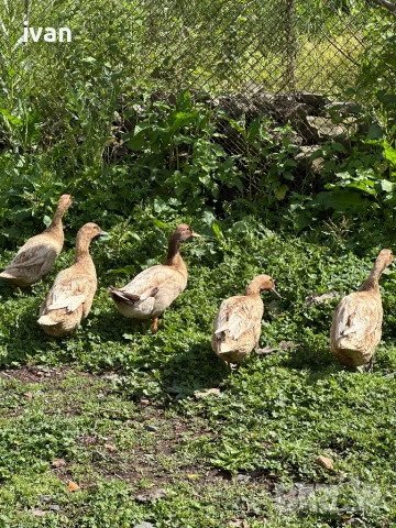 Каки кембъл 