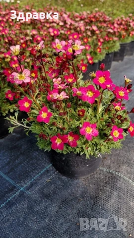 Саксифрага 2 цвята , снимка 2 - Градински цветя и растения - 53945789