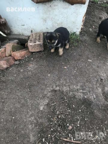 немска овчарка, снимка 4 - Немска овчарка - 53942688