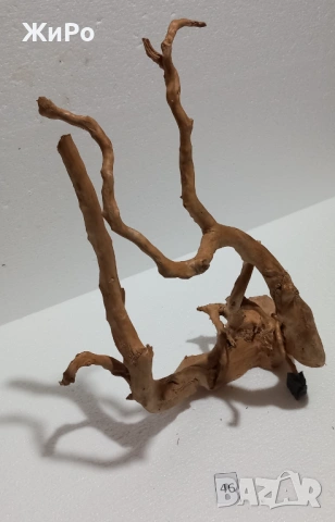 Корен от Азалия /декорация/ 46, снимка 2 - Други - 54102075