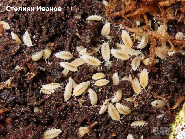 Хлебарки дубия, брашнени червеи, супербрашнен/кралски червей (морио), дрозофили, мокрици (изоподи), снимка 9 - Други - 49534577