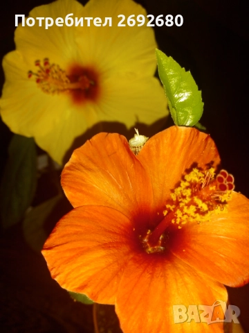 Китайска роза/хибискус/видове/стайно растение , снимка 5 - Стайни растения - 51079081