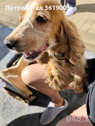 Английски кокер шпаньол , снимка 4 - Кокер шпаньол - 53089488