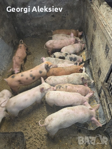 Малки прасенца от месодайни породи. 
