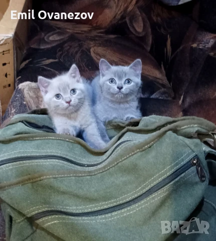 Продавам малки котета , снимка 1