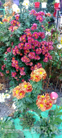 Продавам различни видове хризантеми , снимка 14 - Градински цветя и растения - 44752282