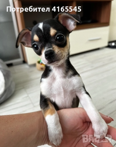 Чихуахуа момиченце гр. Варна